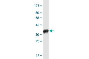 Western Blot detection against Immunogen (35. (Pannexin 2 抗体  (AA 133-219))