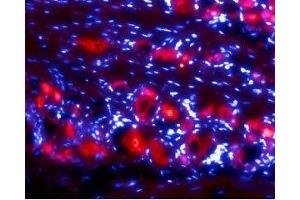 Expression of Ret in rat DRG - Immunohistochemical staining of rat dorsal root ganglia (DRG) frozen sections using Anti-Ret (extracellular) Antibody (ABIN7043600, ABIN7044783 and ABIN7044784), (1:50). (Ret Proto-Oncogene 抗体  (Extracellular, N-Term))