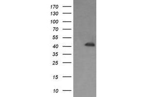 Image no. 1 for anti-Parvin, alpha (PARVA) antibody (ABIN1496447) (Parvin alpha 抗体)