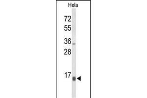 Western blot analysis of NPW Antibody (C-term) (ABIN653596 and ABIN2842964) in Hela cell line lysates (35 μg/lane). (NPW 抗体  (C-Term))