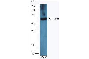Lane 1: K562 lysates probed with Rabbit Anti-GTF2H1 Polyclonal Antibody, Unconjugated (ABIN873029) at 1:30 overnight at 4 °C. (GTF2H1 抗体  (AA 201-300))