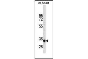 Western blot analysis of LIX1L Antibody (Center) in mouse heart tissue lysates (35ug/lane). (LIX1L 抗体  (Middle Region))