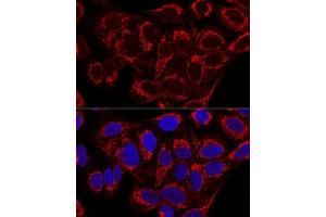 Confocal immunofluorescence analysis of U2OS cells using MRPS16 Polyclonal Antibody  at dilution of 1:100. (MRPS16 抗体  (AA 1-137))