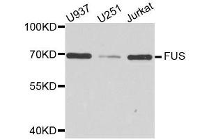 FUS 抗体  (AA 297-526)