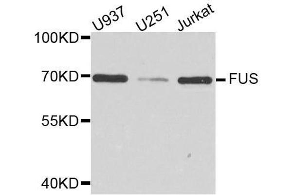 FUS 抗体  (AA 297-526)