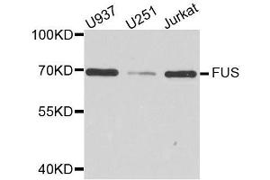 Western blot analysis of extracts of various cell lines, using FUS antibody. (FUS 抗体  (AA 297-526))