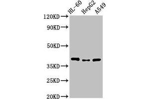 Western Blot Positive WB detected in: HL60 whole cell lysate, HepG2 whole cell lysate, A549 whole cell lysate All lanes: MCU antibody at 3. (MCU 抗体  (AA 155-233))