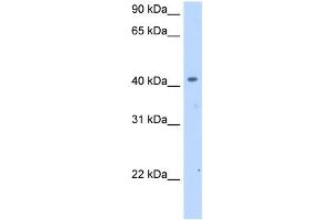 SLC25A24 antibody used at 2. (SLC25A24 抗体)