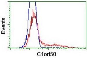 Image no. 2 for anti-Chromosome 1 Open Reading Frame 50 (C1ORF50) antibody (ABIN1497035) (C1ORF50 抗体)