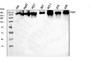 Western blot analysis of FASN using anti-FASN antibody (ABIN3044520). (Fatty Acid Synthase 抗体  (AA 1-226))