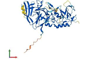 Protein Structure (PS) image for Pellino Homolog 2 (Drosophila) (PELI2) (AA 1-420) protein (His tag) (ABIN7550677)