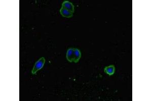 Immunofluorescent analysis of HepG2 cells using ABIN7170352 at dilution of 1:100 and Alexa Fluor 488-congugated AffiniPure Goat Anti-Rabbit IgG(H+L) (SNX14 抗体  (AA 601-893))