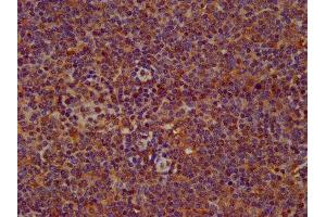 IHC image of ABIN7169333 diluted at 1:200 and staining in paraffin-embedded human lymph node tissue performed on a Leica BondTM system. (SERPINB12 抗体  (AA 1-300))
