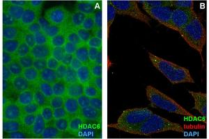 Immunocytochemistry staining of HDAC6 in formaldehyde-fixed and Triton-permeabilized HEK-293T cells (A) and SH-SY5Y cells (B) by mouse monoclonal antibody 3D2, followed by anti-mouse Alexa Fluor 488 (green), DNA indicated by DAPI (blue). (HDAC6 抗体)