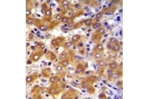 Immunohistochemistry (IHC) image for anti-ATP-Binding Cassette, Sub-Family B (MDR/TAP), Member 10 (ABCB10) (AA 1-27) antibody (ABIN3030047)