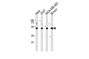 GSS Antibody (C-term) (ABIN390882 and ABIN2841094) western blot analysis in Hela,293T,MDA-MB-453 cell line and mouse liver tissue lysates (35 μg/lane). (Glutathione Synthetase 抗体  (C-Term))