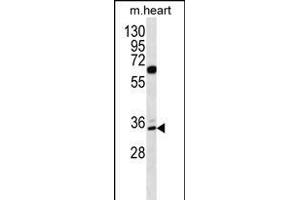ZN Antibody (N-term) (ABIN656322 and ABIN2845621) western blot analysis in mouse heart tissue lysates (35 μg/lane). (ZNF146 抗体  (N-Term))