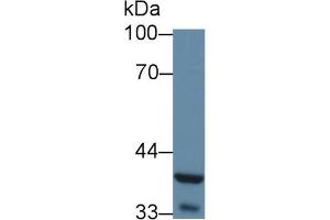 Western Blot; Sample: Mouse Liver lysate; Primary Ab: 5µg/ml Rabbit Anti-Mouse WNT5A Antibody Second Ab: 0. (WNT5A 抗体  (AA 62-380))
