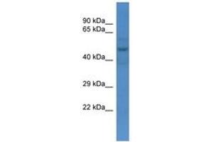 Image no. 1 for anti-Solute Carrier Family 16 (Monocarboxylic Acid Transporters), Member 3 (SLC16A3) (AA 40-89) antibody (ABIN6746227)