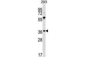 NPTN Antibody (N-term) western blot analysis in 293 cell line lysates (35µg/lane). (NPTN 抗体  (N-Term))