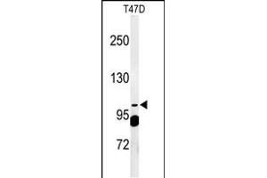 Western blot analysis of SC24A Antibody (Center) (ABIN650899 and ABIN2839987) in T47D cell line lysates (35 μg/lane). (SEC24A 抗体  (AA 636-663))