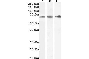 ABIN190847 (0. (P4HA1 抗体  (Internal Region))