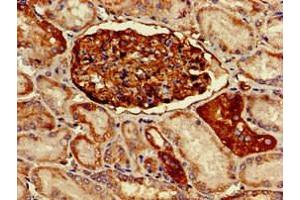 Immunohistochemistry of paraffin-embedded human kidney tissue using ABIN7163724 at dilution of 1:100 (PODXL 抗体  (AA 32-458))
