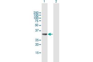 Western Blot analysis of GGPS1 expression in transfected 293T cell line by GGPS1 MaxPab polyclonal antibody. (GGPS1 抗体  (AA 1-300))