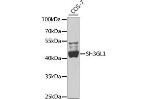 Western blot analysis of extracts of COS-7 cells, using SH3GL1 antibody  at 1:1000 dilution. (SH3GL1 抗体  (AA 219-368))