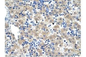 FERD3L antibody was used for immunohistochemistry at a concentration of 4-8 ug/ml to stain Hepatocytes (arrows) in Human Liver. (FERD3L 抗体  (N-Term))