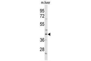 Western blot analysis of CEBPA Antibody (C-term) in mouse liver tissue lysates (35µg/lane). (CEBPA 抗体  (C-Term))