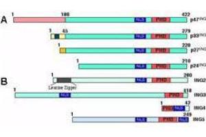 Panel A shows the four isoforms of ING1 generated by alternative splicing. (ING3 抗体  (AA 285-310))