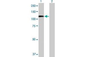 Western Blot analysis of RECK expression in transfected 293T cell line by RECK MaxPab polyclonal antibody. (RECK 抗体  (AA 1-971))