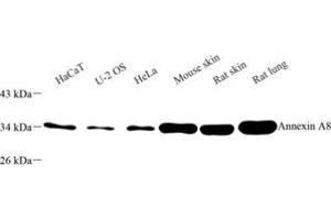 Western blot analysis of Annexin-A8 (ABIN7073071) at dilution of 1: 500 (Annexin VIII 抗体)