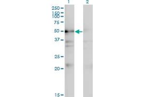 Western Blotting (WB) image for anti-NAD Kinase (NADK) (AA 1-446) antibody (ABIN566302)