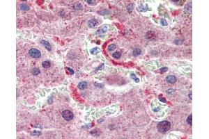 GPSM2 antibody was used for immunohistochemistry at a concentration of 4-8 ug/ml. (GPSM2 抗体)