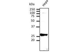 Anti-Rab9 Ab at 1/500 dilution; Hepa cell line lysates at 100 ug per Iane; rabbit polyclonal to goat lgG (HRP) at 1/10,000 dilution; (RAB9A 抗体  (C-Term))