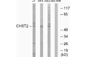 Western blot analysis of extracts from Jurkat cells, A549 cells and COLO cells, using CHST2 antibody. (CHST2 抗体)
