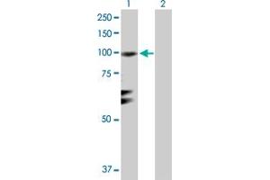 Western Blot analysis of RGL1 expression in transfected 293T cell line by RGL1 MaxPab polyclonal antibody. (RGL1 抗体  (AA 1-803))