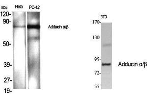 Western Blot (WB) analysis of specific cells using Adducin alpha/beta Polyclonal Antibody. (Adducin alpha/beta (Lys5) 抗体)