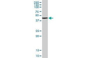 TANK MaxPab rabbit polyclonal antibody. (TANK 抗体  (AA 1-119))