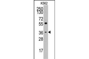 Western blot analysis of anti-THPO(C-term) Pab (ABIN391802 and ABIN2841656) in K562 cell line lysates (35 μg/lane). (Thrombopoietin 抗体  (C-Term))