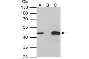 Immunoprecipitation (IP) image for anti-Tu Translation Elongation Factor, Mitochondrial (Tufm) antibody (ABIN2855160)