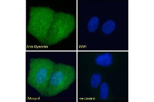 ABIN184834 Immunofluorescence analysis of paraformaldehyde fixed U2OS cells, permeabilized with 0. (Dynactin 1 抗体  (C-Term))