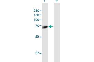 Western Blot analysis of ALOXE3 expression in transfected 293T cell line by ALOXE3 MaxPab polyclonal antibody.