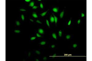 Immunofluorescence of purified MaxPab antibody to Rgr on HeLa cell. (RGL4 抗体  (AA 1-410))