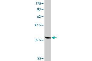 Western Blot detection against Immunogen (33.