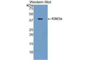 Western Blotting (WB) image for anti-Vascular Cell Adhesion Molecule 1 (VCAM1) (AA 409-682) antibody (APC) (ABIN7437017)