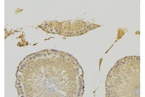 ABIN6278061 at 1/100 staining RAT testis tissue by IHC-P. (EHD1 抗体  (C-Term))