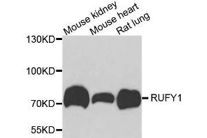 Western blot analysis of extracts of various cell lines, using RUFY1 antibody. (RUFY1 抗体  (AA 439-708))